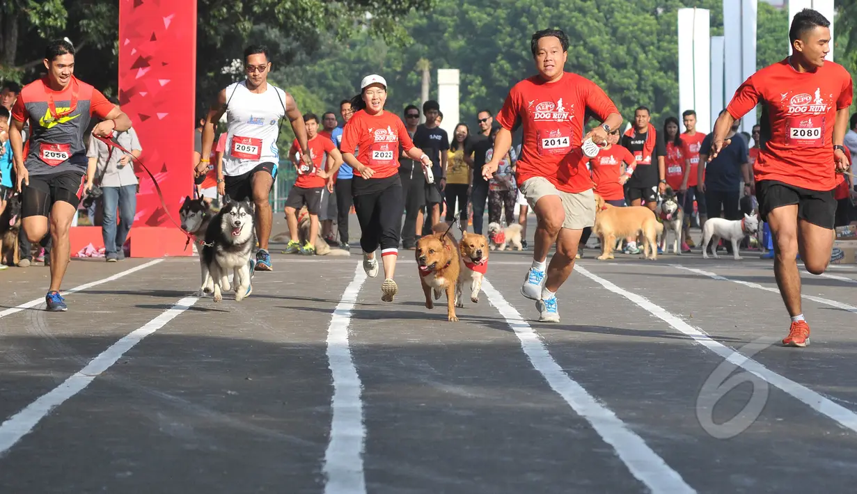Sejumlah anjing mengikuti lomba lari saat Purina Alpo Dog Run 2015 di Lapangan Parkir Timur Senayan, Jakarta, Minggu (24/5/2015). Acara tersebut dimanfaatkan para pemilik anjing untuk berbagi informasi. (Liputan6.com/Herman Zakharia)