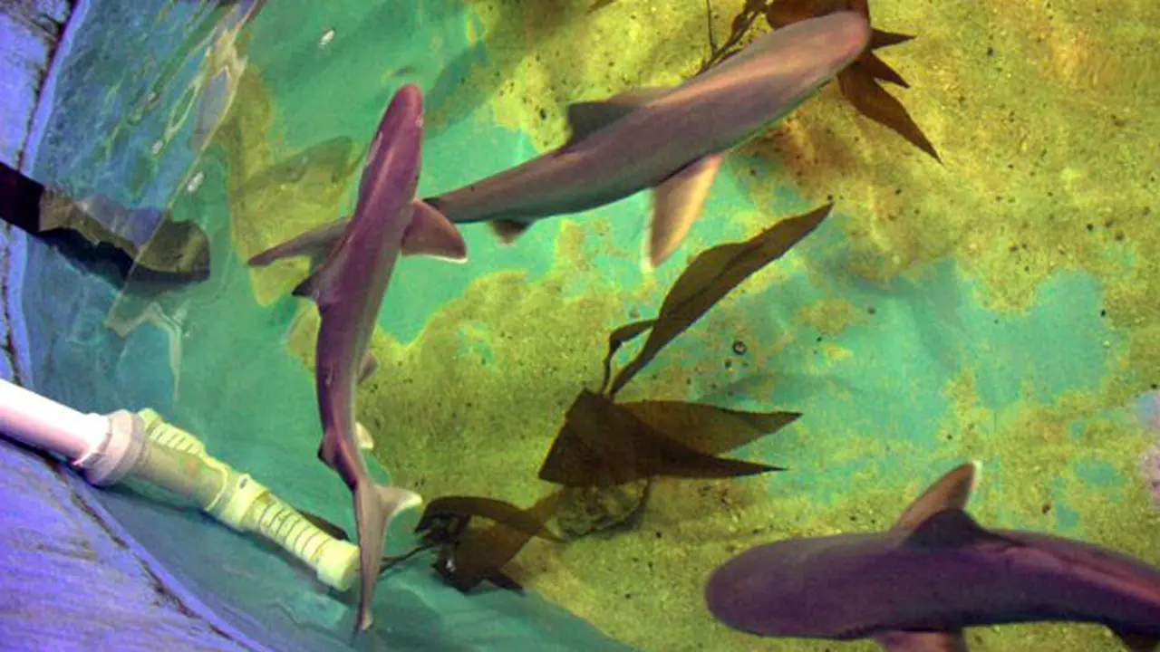 hiu
