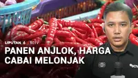 Panen Anjlok, Harga Cabai Melonjak