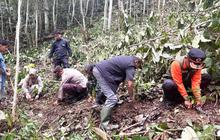 Kopi Ulu Rimbo, Warisan Kolonial Tanpa Pupuk: Pemkab Solok Gencarkan Program Pertanian Terpadu Solok