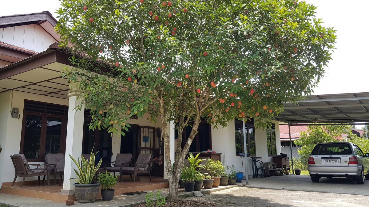 8 Pohon Buah Berakar Aman untuk Dekat Teras dan Carport, Teduh Tanpa Merusak Bangunan