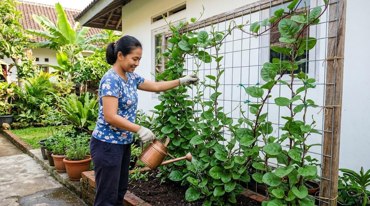 Perawatan dan Penyiraman Teratur Bayam Malabar