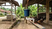 7 Cara Membuat Area Pakan Ayam yang Tidak Mudah Terkena Air Hujan agar Tetap Kering