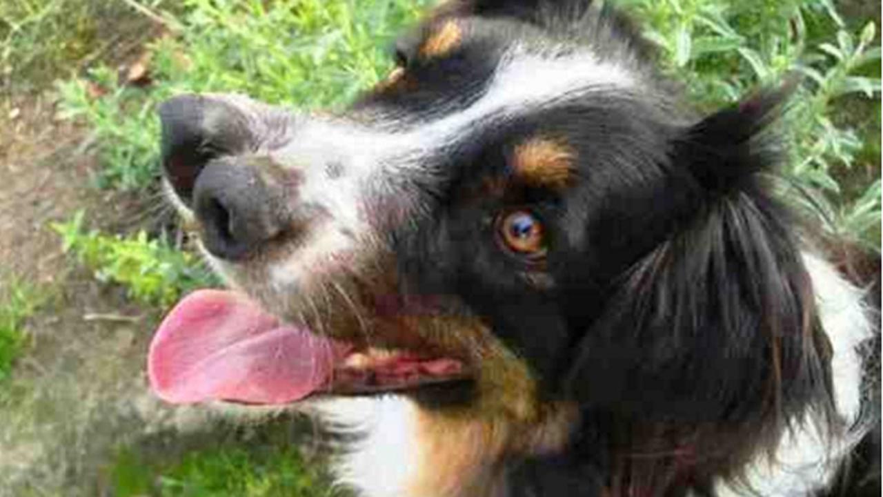 Kisah Anjing Berhidung Ganda yang Dapat Hidup Setelah Diadopsi