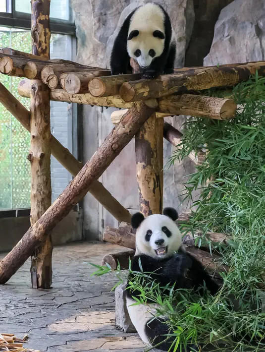 Jiajiazai (atas), bayi dari panda raksasa Jiajia, melihat induknya di aula panda raksasa Taman Margasatwa Shanghai di Shanghai, China timur (7/8/2020). Taman Margasatwa Shanghai memulai sebuah kampanye pengumpulan nama untuk bayi panda raksasa itu. (Xinhua/Wang Xiang)