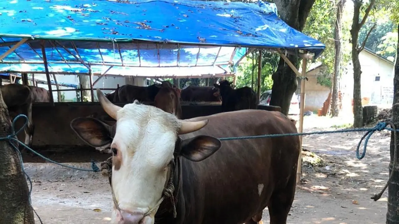Ilustrasi Sapi Limosin