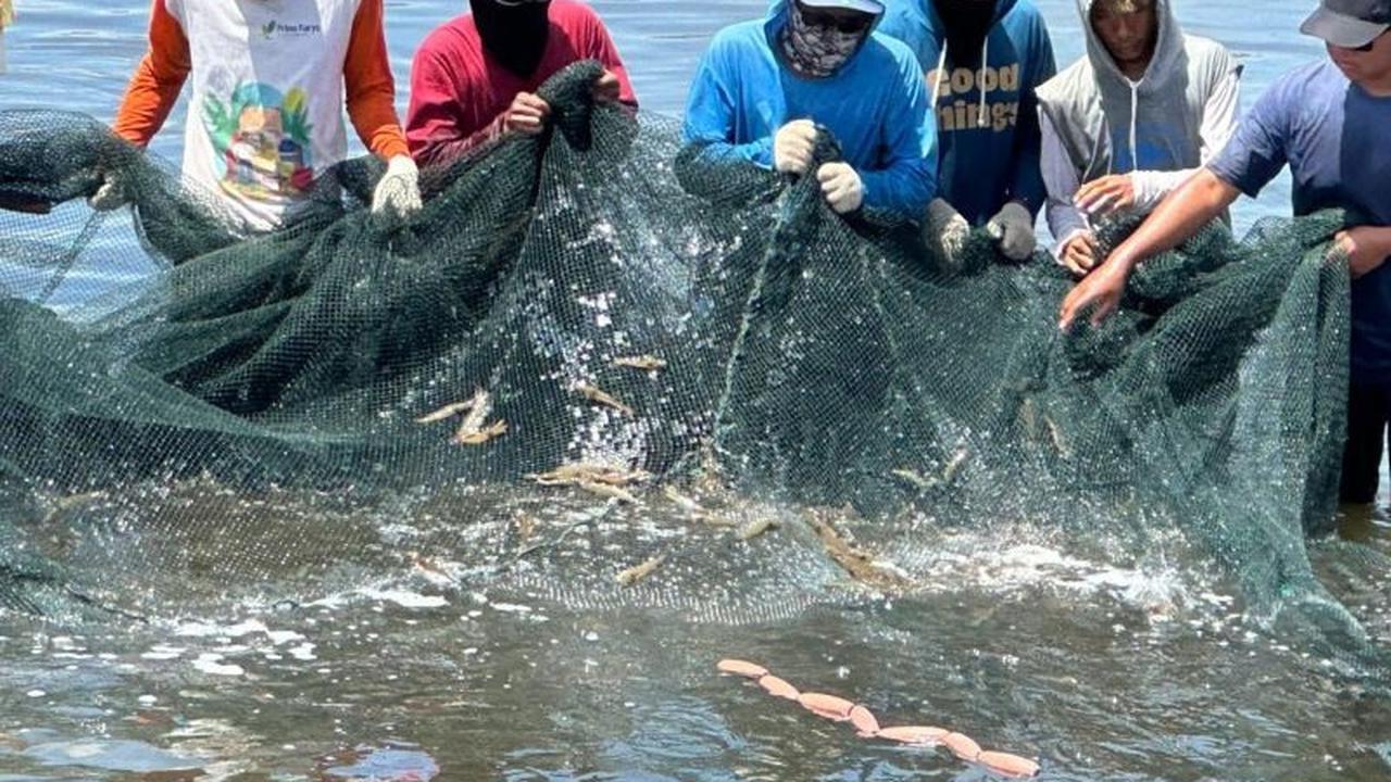 Tahukah Anda? Udang Indonesia Aman Dikonsumsi, KKP Jamin Bebas Zat Berbahaya dari Hulu ke Hilir