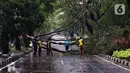 Petugas membersihkan dahan pohon tumbang yang melintang di sebuah jalan di Kota Tangerang, Banten, Kamis (23/12/2021). Puluhan pohon dan gapura tumbang akibat terjangan angin kencang saat hujan lebat melanda Kota Tangerang. (Liputan6.com/Angga Yuniar)