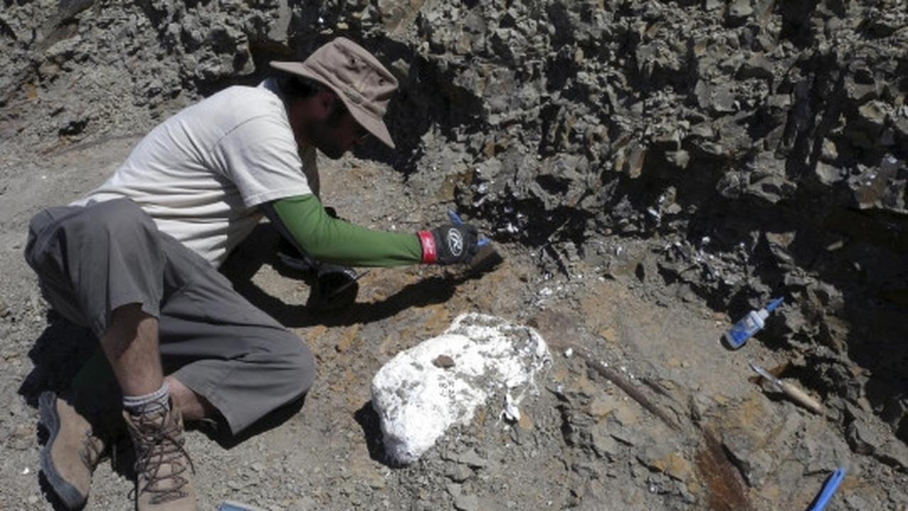 Ilmuwan Kanada temukan fosil dinosaurus bertanduk Wendiceratops