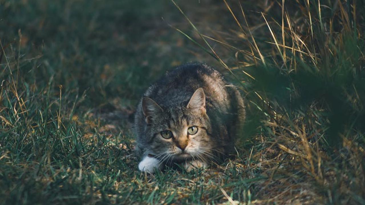 Kucing Berburu