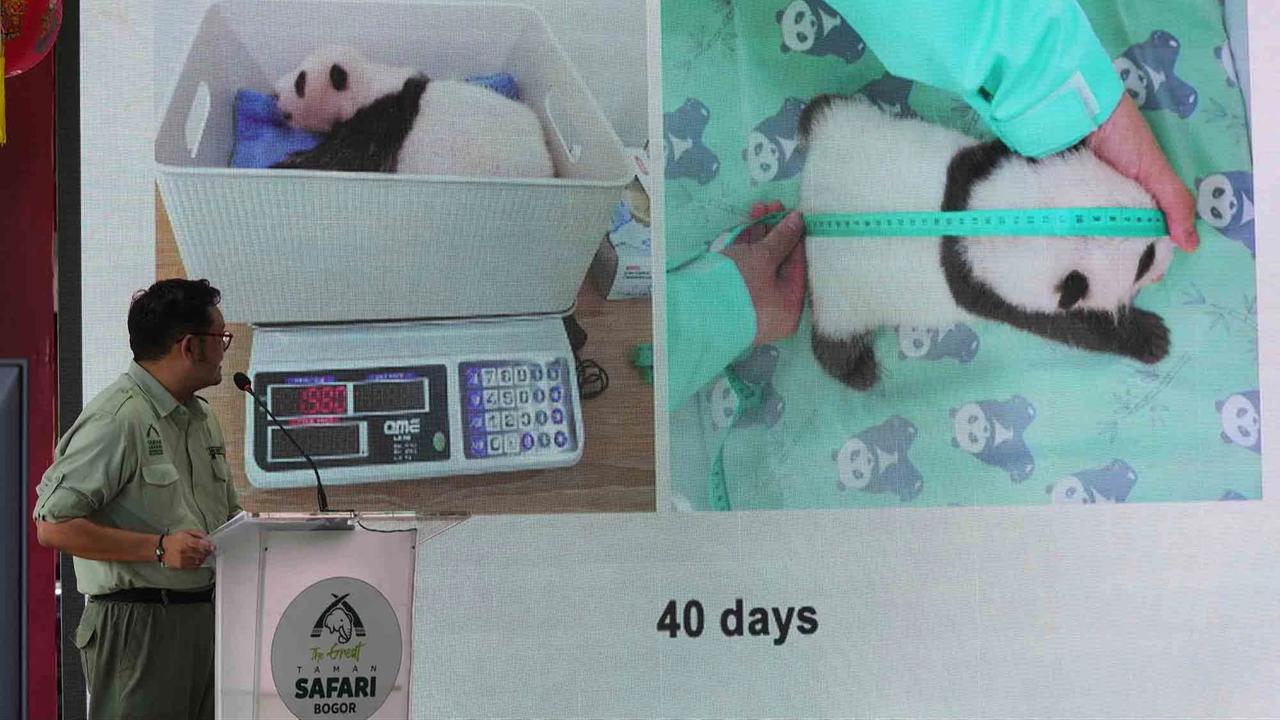 FOTO: Indonesia Catat Sejarah Kelahiran Anak Giant Panda