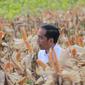 Presiden Joko Widodo (Jokowi) memanen dalam acara panen raya jagung di Desa Botuwombato, Kabupaten Gorontalo Utara, Jumat (1/3). Selain memanen, Jokowi juga memberikan bantuan kepada petani. (Liputan6.com/Arfandi Ibrahim)
