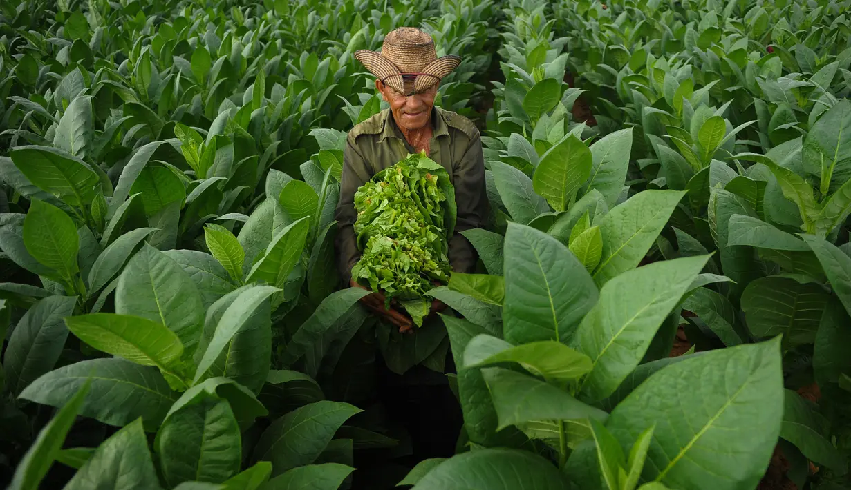 Seorang petani membawa daun tembakau yang sudah dipetik di perkebunan tembakau di San Juan y Martinez, Provinsi Pinar del Rio, Kuba (24/2). Program festival itu menawarkan kunjungan ke perkebunan tembakau di Kuba. (AFP Photo/Yamil Lage)