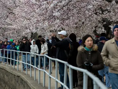 Warga berjalan di sekitar Tidal Basin untuk menikmati bunga sakura yang mulai mekar di Washington DC, AS (26/3). Selain Jepang, Washington memiliki kebun bunga sakura yang bersemi akhir Maret hingga Juni. (AFP Photo / Zach Gibson)