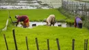 Sejumlah perempuan bekerja di sawah di pinggiran Gauhati, India, Jumat (30/7/2021). Hampir 60% penduduk India menggantungkan mata pencahariannya dari pertanian. (AP Photo/Anupam Nath)