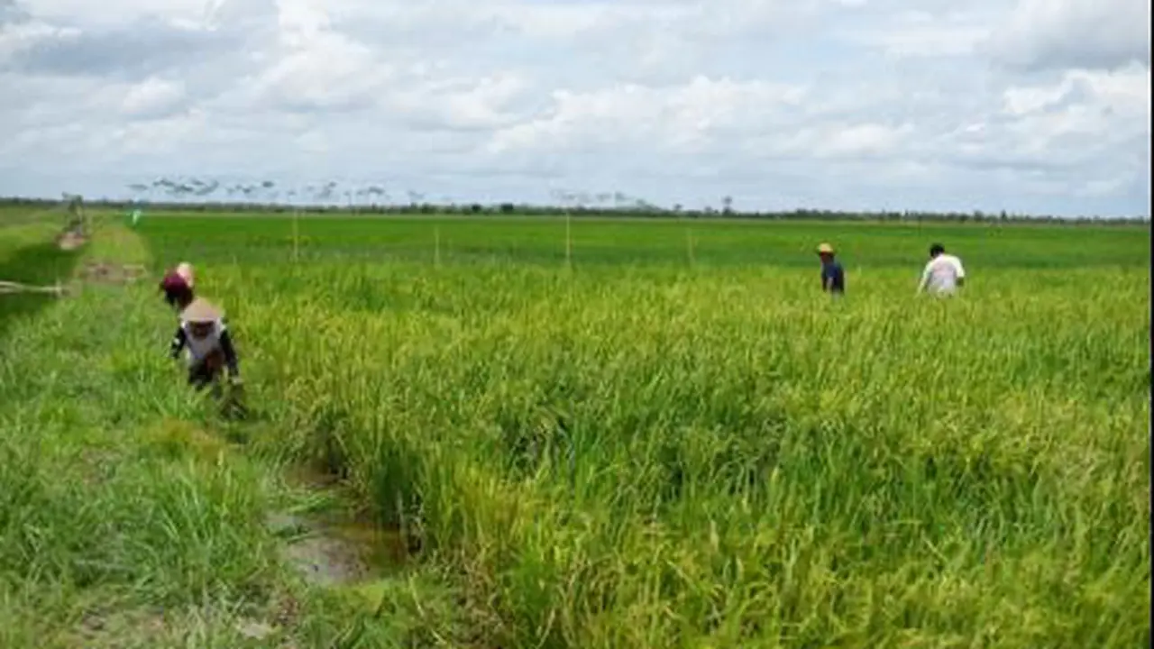 Food Estate