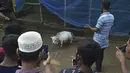 Orang-orang memotret seekor sapi kerdil bernama Rani di sebuah peternakan sapi di Charigram, sekitar 25 km dari Savar, Bangladesh, Selasa (6/7/2021). Rani yang berusia dua tahun memiliki tinggi hampir 51 sentimeter dengan berat 26 kilogram. (Munir Uz zaman/AFP)