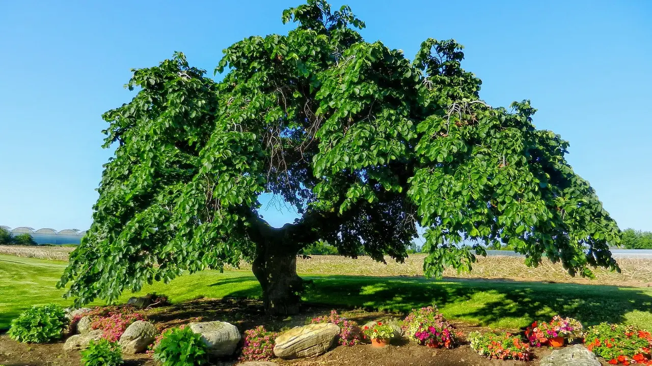 Potret Pohon Elm