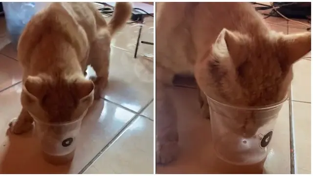 6 Aksi Kocak Kucing Minum Kopi Ini Bikin Gemas, Penasaran dengan Rasanya