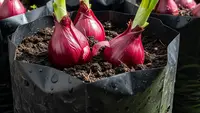 10 Cara Membuat Bawang Merah Berumbi Besar agar Hasil Panen Lebih Maksimal