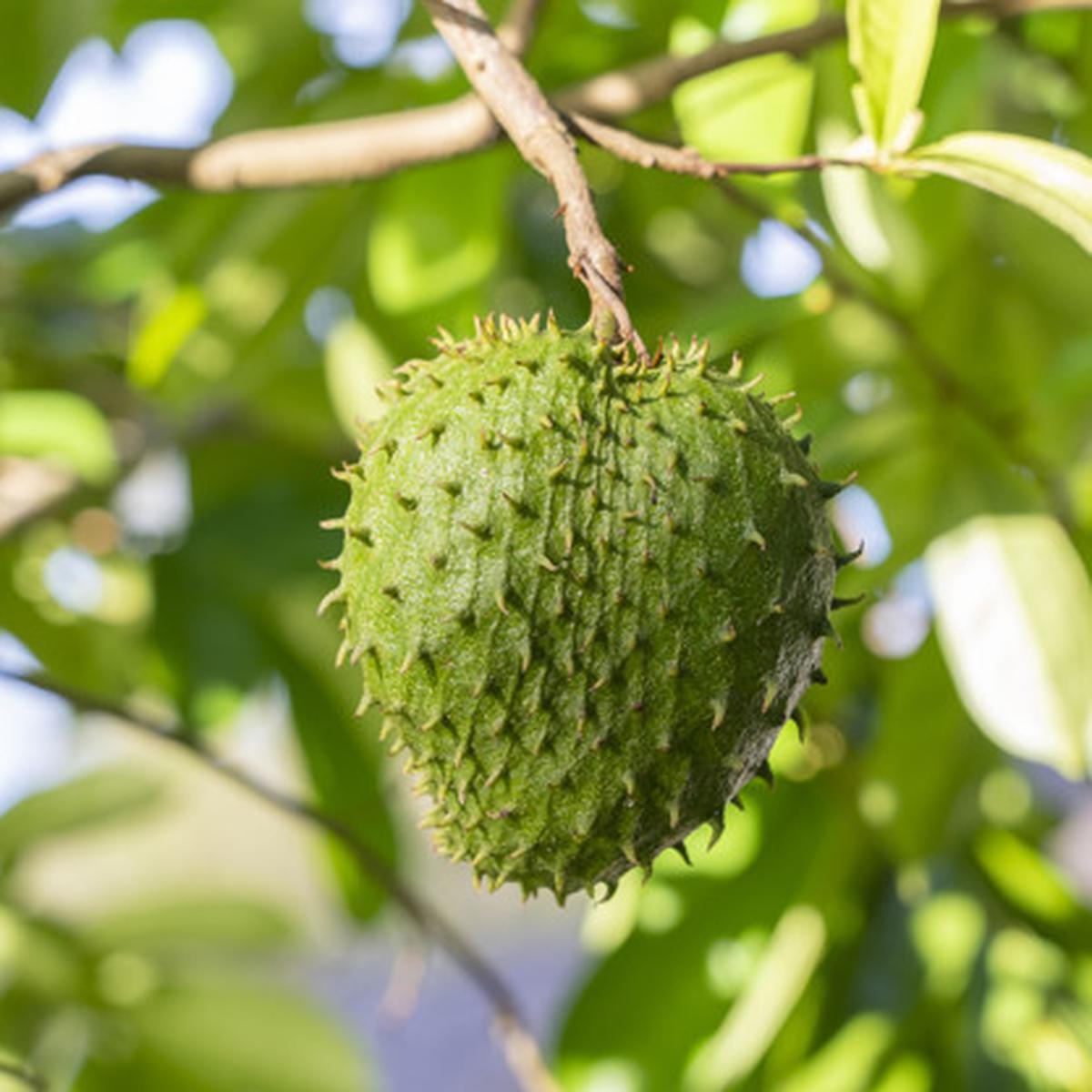 Mengatasi Ketombe dengan Daun Sirsak