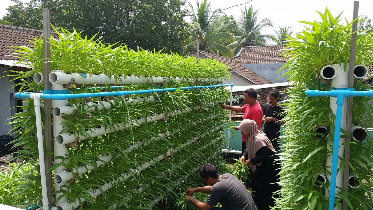 8 Desain Kebun Kangkung Vertikal yang Lagi Viral di 2026, Solusi Hijau di Lahan Terbatas
