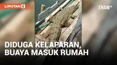Geger! Buaya Masuk Rumah Warga, Diduga Lagi Cari Makan