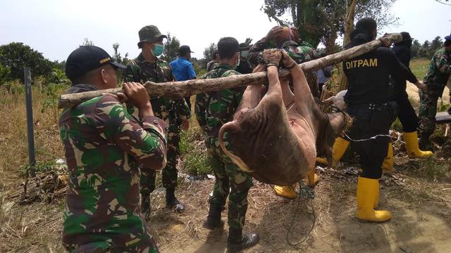 Tim gabungan melakukan operasi pembersihan peternakan babi di kawasan Bandara Hang Nadim, Batam. (Foto: Liputan6.com/Ajang Nurdin)