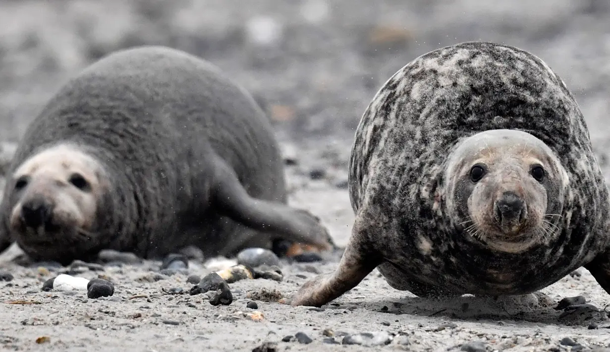 Anjing laut abu-abu jantan mengusir anjing laut abu-abu jantan lainnya di pantai Pulau Helgoland, Jerman, 4 Januari 2020. Saat musim kawin dimulai, para pejantan akan berkompetisi mendapatkan betina dengan adu kekuatan dengan pejantan lainnya. (John MACDOUGALL/AFP)