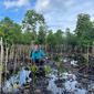Masyarakat Papua Lewat PEN Mangrove