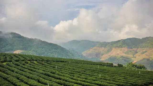 Perkebunan Teh Oolong di Gunung Doi Mae Salong