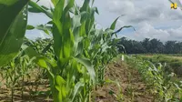 Kick off food estate penanaman jagung di atas lahan 10 ribu hektare di Distrik Manem, Kabupaten Keerom, Provinsi Papua, Selasa (21/3)/Istimewa.
