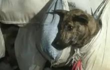Viral Anjing di Sragen Dikuliti Hidup-Hidup, Begini Penjelasan Polisi