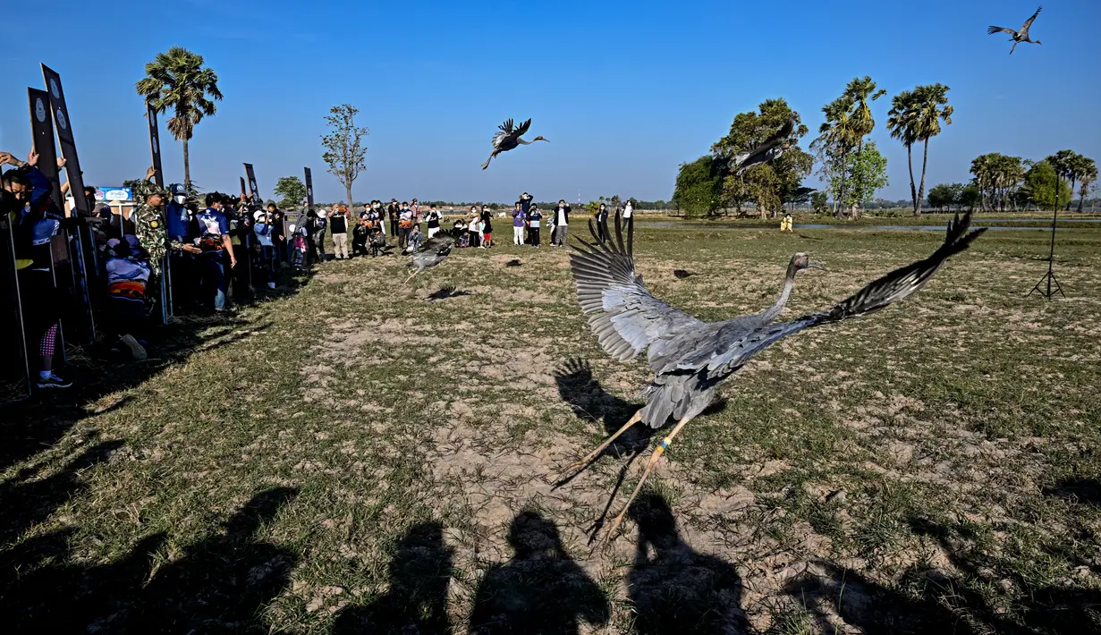 Bangau Sarus Timur yang terbang menjauh setelah dilepasliarkan di waduk Huai Chorakhe Mak, Buriram, Thailand, Minggu (25/12/2022). Bangau Sarus terakhir terlihat di alam liar pada tahun 1968, sebelum adanya kerjasama antara pemerintah Thailand, Kebun Binatang Nakhon Ratchasima dan PBB untuk menyelamatkan mereka. (Lillian SUWANRUMPHA / AFP)