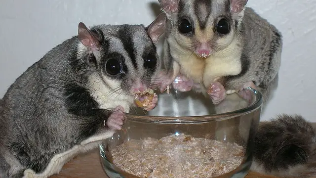 Sugar Glider