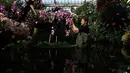 Tom Forshaw, seorang magang Hortikultura, menata tanaman anggrek selama pratinjau pers festival tahunan anggrek di Kew Gardens, London, Kamis (7/2). Diperlukan waktu selama 30 hari untuk memasang 6.200 anggrek dalam festival ini. (AP/Alastair Grant)