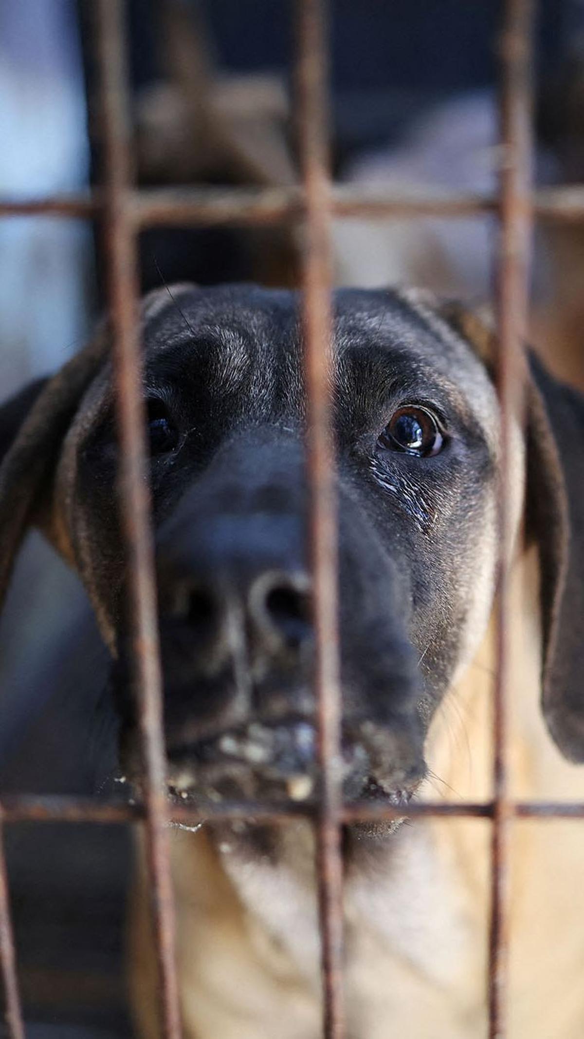 Anjing-anjing malang itu dipelihara untuk dijadikan makanan.