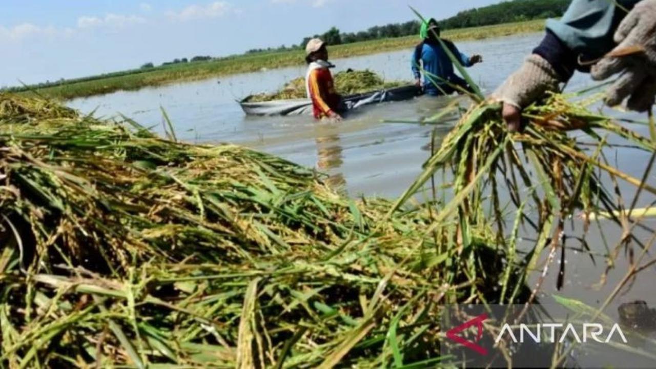 Bulog Karawang Serap Gabah 2.500 Ton Per Hari Sepanjang Januari 2026, Jaga Stabilitas Harga Petani