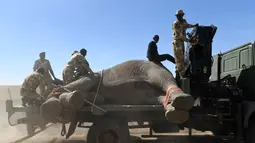 Kenya Wildlife Service (KWS) mengangkut gajah menggunakan truk di Lamuria, Nyeri, Kenya, Rabu (21/2). Kenya memiliki ribuan gajah yang menghadapi ancaman pemburu gading dan kehilangan habitat. (AFP PHOTO/SIMON MAINA)