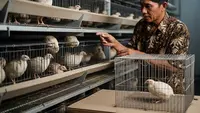 8 Jenis Ternak Kecil Hasil Cepat untuk Pemula, Potensi Cuan Melimpah
