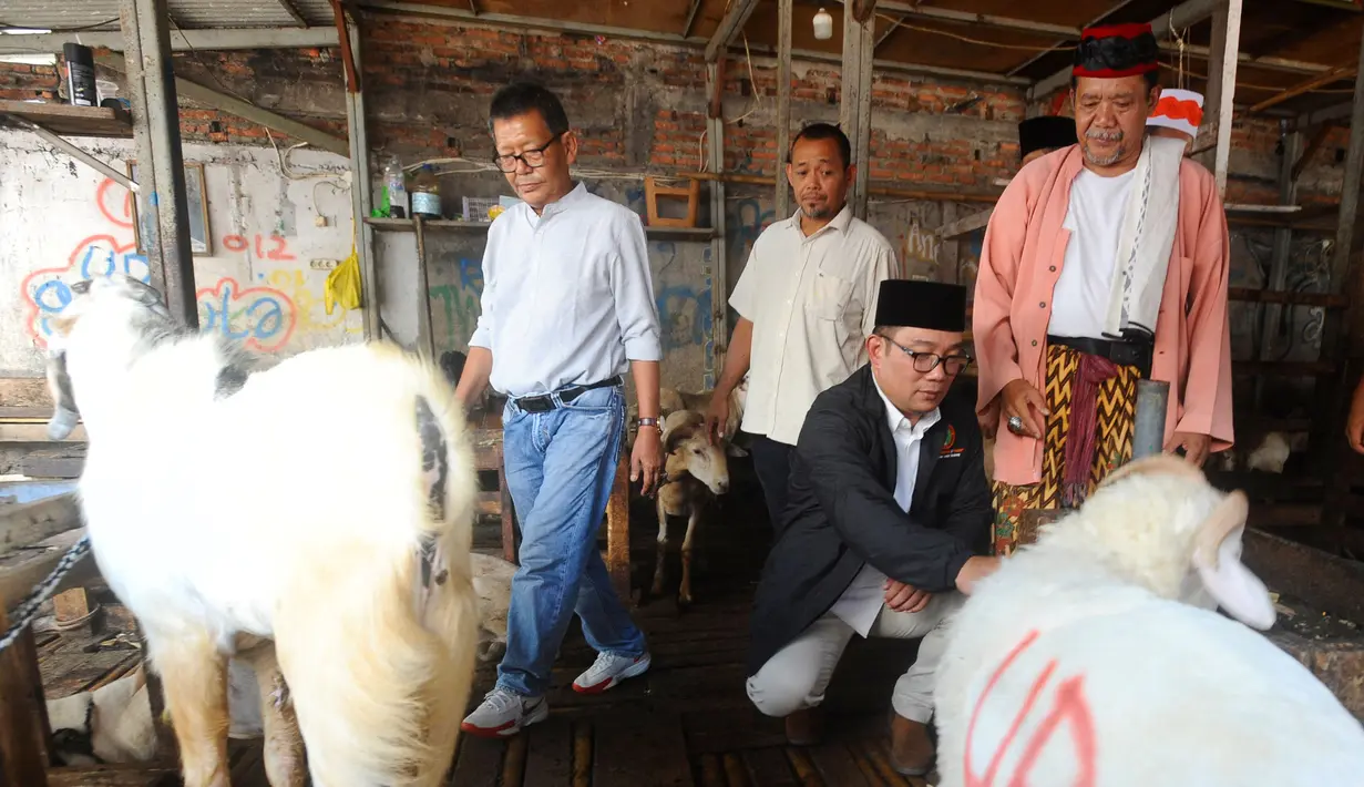 Bakal calon Gubernur Jakarta, Ridwan Kamil didampingi tokoh Betawi, Bang Idin saat melakukan blusukan ke Pasar Kambing Tanah Abang, Jakarta Pusat, Minggu (15/9/2024). (merdeka.com/Arie Basuki)