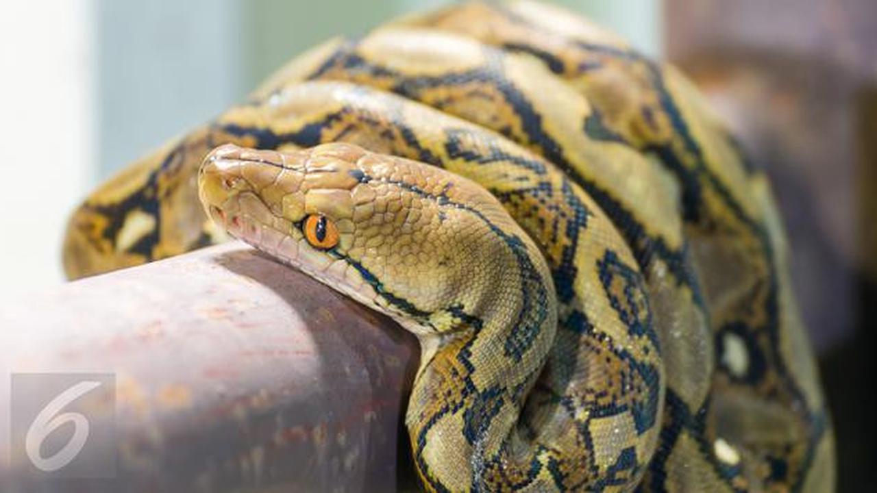 Apa yang Harus Dilakukan Jika Melihat Ular Piton di Kebun? Hati-hati Dililit