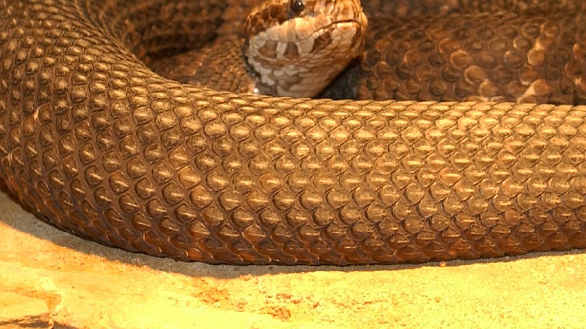 5 Fakta Unik Ular Mulut Kapas, Satu-Satunya Ular Berbisa Semi-Akuatik