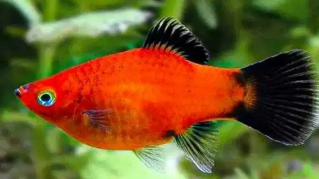 Ikan Platy (Foto: Molly Jaya)