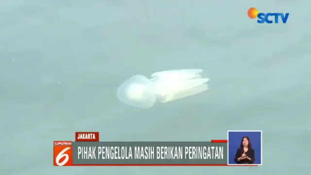 Lembaga Ilmu Pengetahuan Indonesia (LIPI) mengingatkan agar warga berhati-hati karena ubur-ubur ini jenis menyengat.