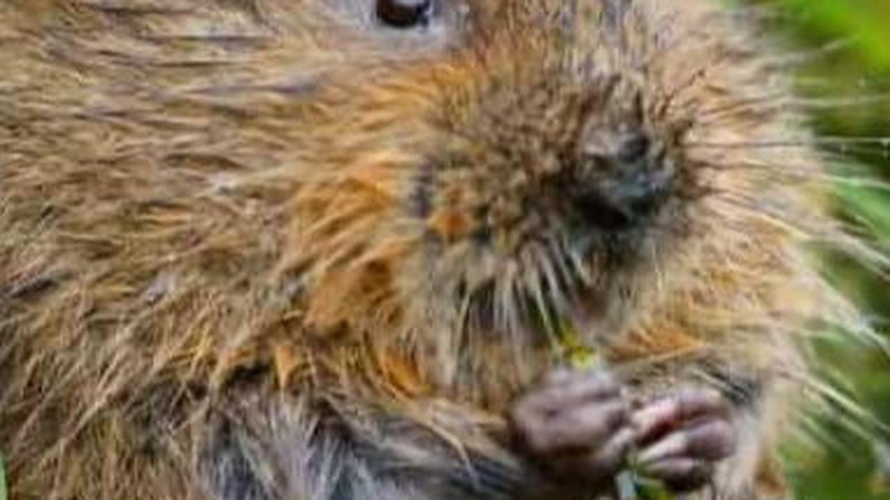 8. Tikus