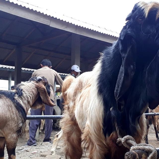 Penampakan Kambing Kambing Kurban Seharga Motor Matic Regional