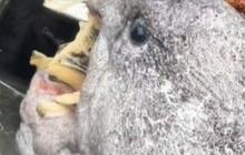Makhluk Laut Langka dengan Wujud Buruk Rupa Muncul, Bikin Kaget