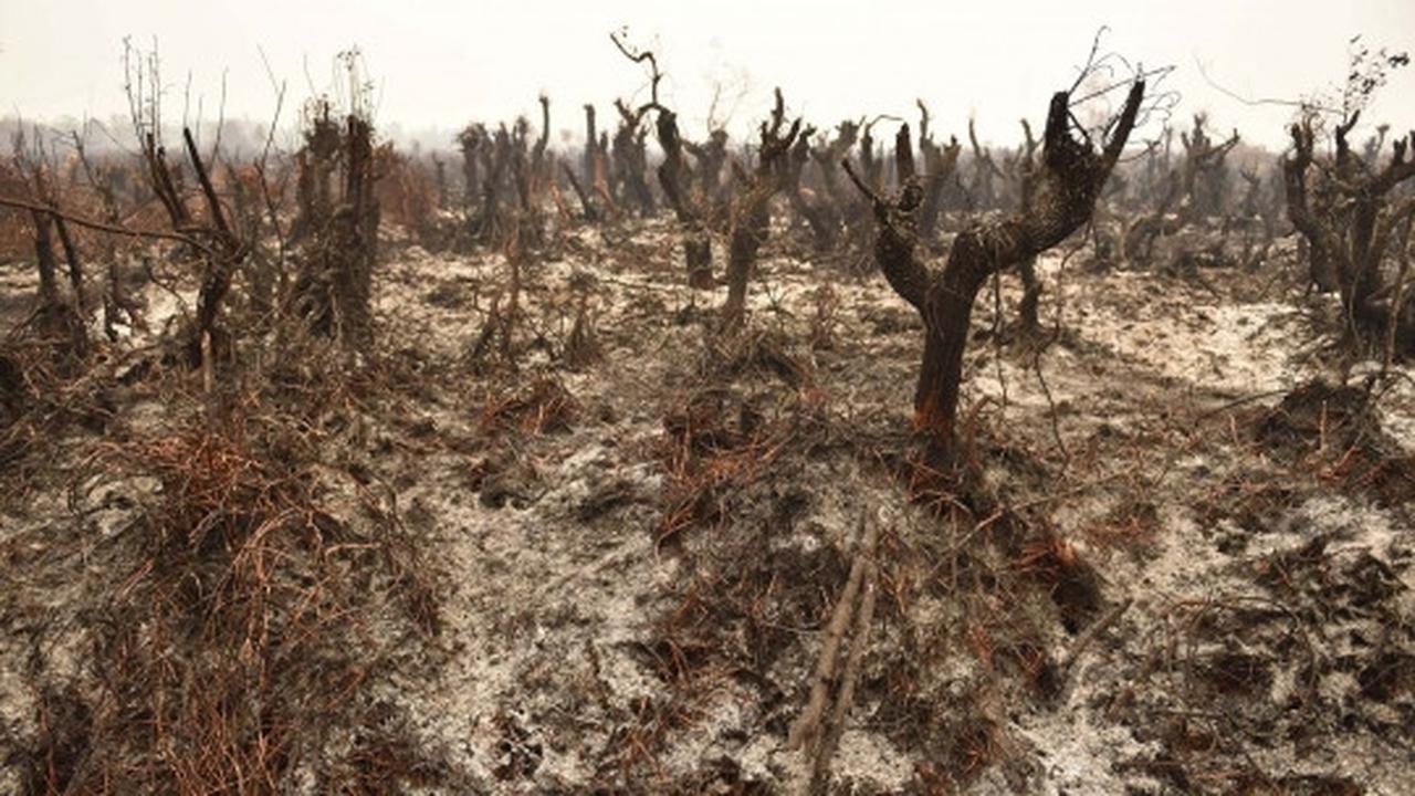 Perjuangan warga padamkan kebakaran hutan dengan alat seadanya