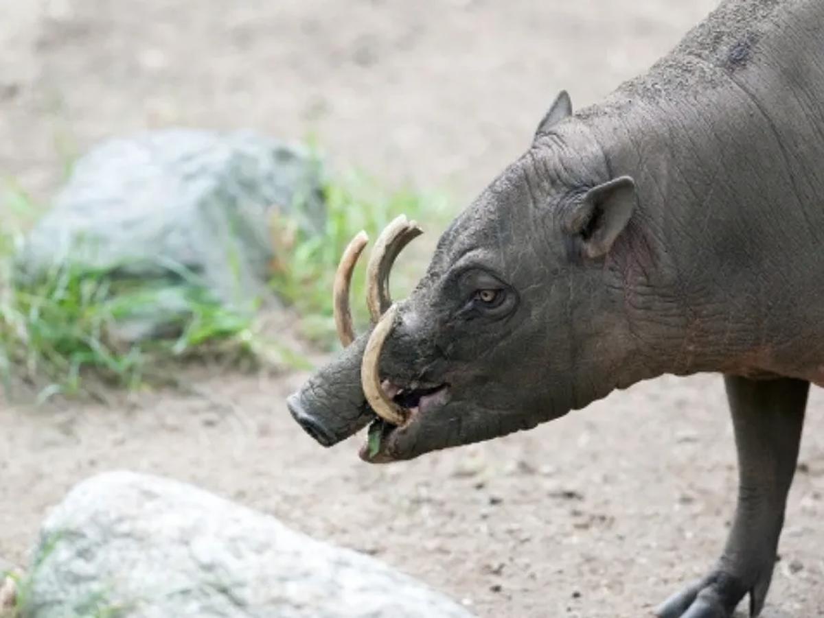 10. Mitologi Sulawesi - Babirusa Penopang Bumi Gatal-Gatal